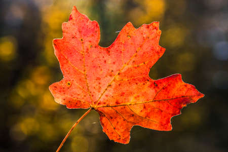 Autumn leaves with many colors