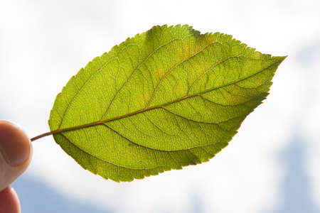 Detail of a backlit leafの写真素材