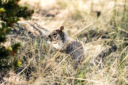 Gray Squirrel eating an insectの写真素材