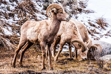 Bighorn Sheep grazing on a hillside in Yellowstone National Park, wyoming, usaの写真素材