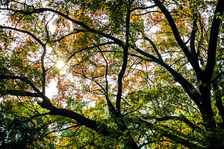 Autumn foliage on trees in Beijing, China