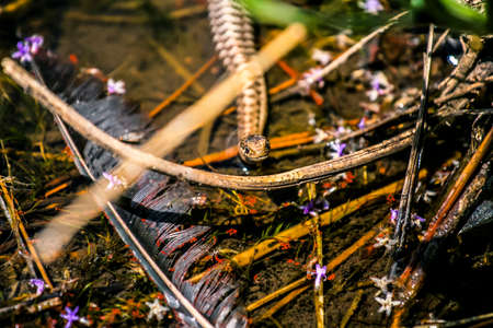 Water snake in a small pond