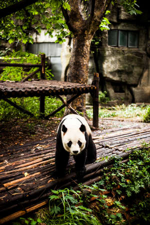 Giant Pandas playing and eating in Chengdu, Chinaの写真素材