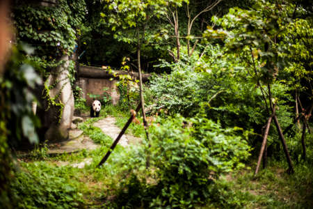 Giant Pandas playing and eating in Chengdu, Chinaの写真素材