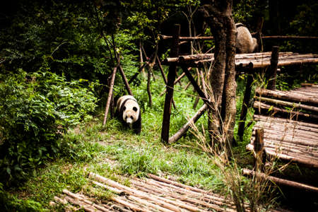 Giant Pandas playing and eating in Chengdu, Chinaの写真素材