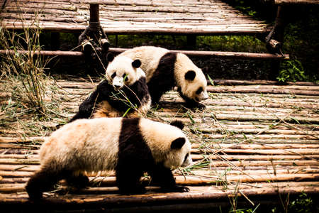 Giant Pandas playing and eating in Chengdu, Chinaの写真素材