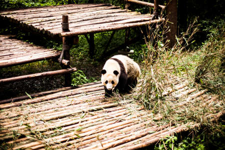 Giant Pandas playing and eating in Chengdu, Chinaの写真素材