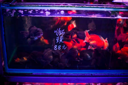 Exotic large goldfish in a tank in Hong Kongの写真素材