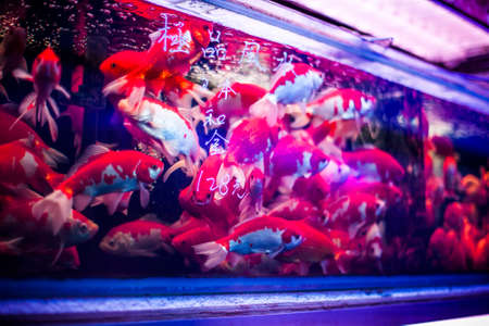 Exotic large goldfish in a tank in Hong Kongの写真素材