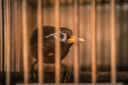Brown birds in cages at a market in Hong Kongの写真素材