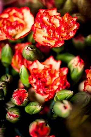 Vibrant colored flowers at a market in Hong Kongの写真素材