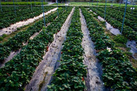 Rows of strawberry plants at an organic farmの写真素材