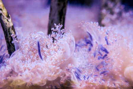 Living coral at a coral reefの写真素材