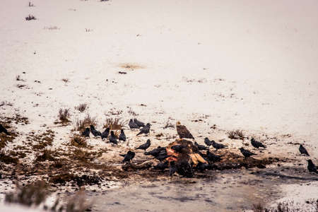 Bald eagle with a carcass in Yellowstone National Parkの写真素材
