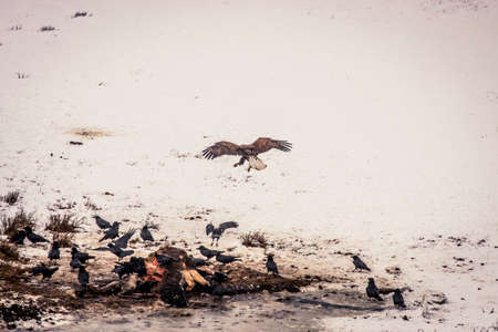 Bald eagle with a carcass in Yellowstone National Park