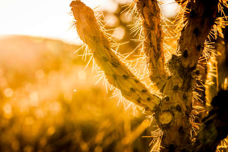 Backlit Cholla Cactus in the New Mexico desert at sunsetの写真素材