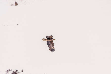 Bald Eagle flying through the air during a snowstorm