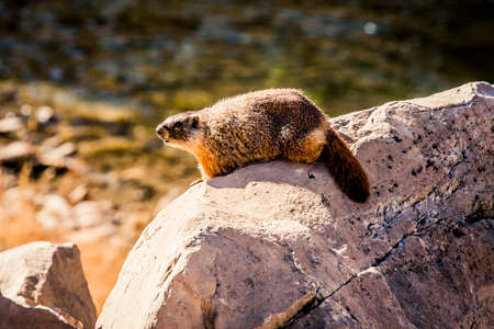 Marmot standong on a rock near a riverの写真素材