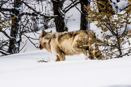 Gray wolf in Yellowstone National Park