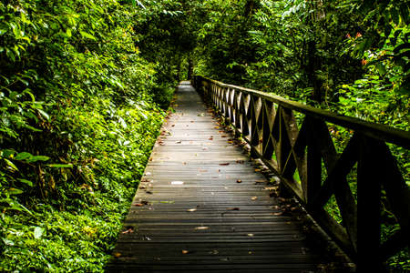 Dense jungle in Borneoの写真素材