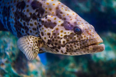 Ugly grouper fishの写真素材