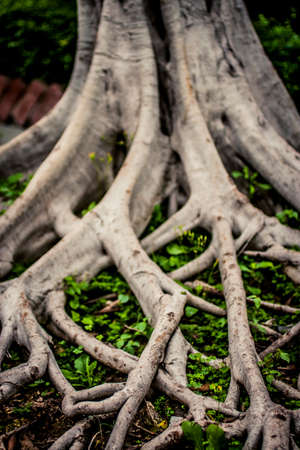 Tree roots with green vegetation on the groundの写真素材