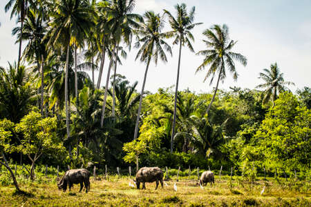 Water buffalo and flies on Borneoの写真素材