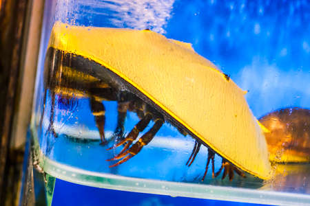 Seafood in a tank at a restaurantの写真素材