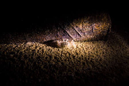 Small crab on a beach during the nighttimeの写真素材
