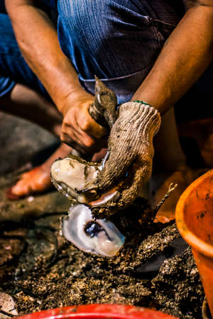 Opening raw oystersの写真素材