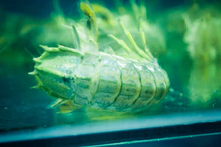 Seafood in a tank at a restaurantの写真素材