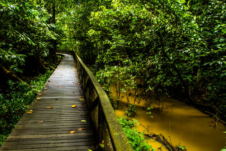 Dense jungle in Borneoの写真素材