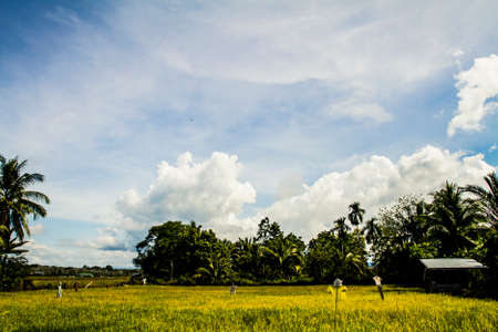 Scarecrow in a field on a sunny day