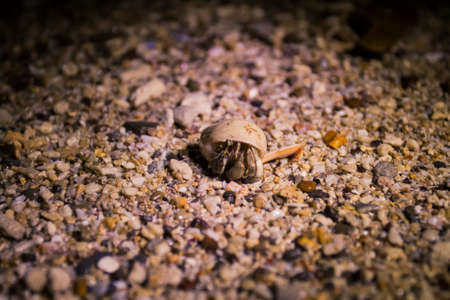 Small crab on a beach during the night timeの写真素材