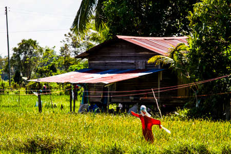 Scarecrow in a field on a sunny dayの写真素材