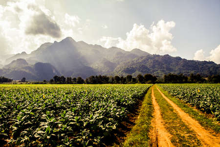 Thailand agriculture with lush green fieldsの写真素材