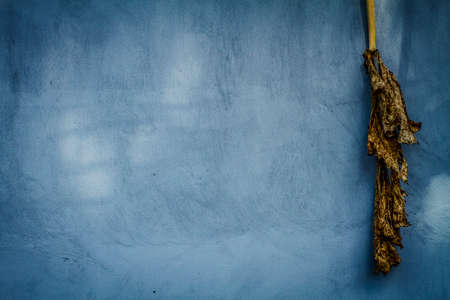 Blue wall with banana leafの写真素材