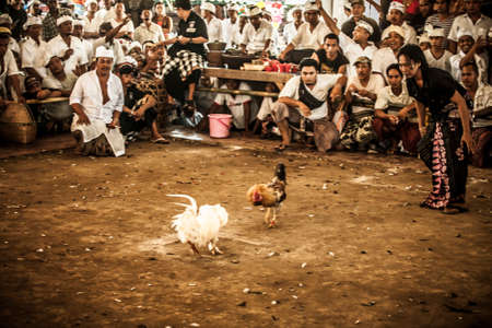 Bali, Indonesia - 13 April, 2013: Cock fighting at an aerna on the outskirts of Denpassar on the island of Bali, Indonesiaのeditorial素材