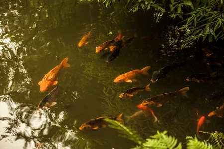 Koi fish in a pond in Chengdu,  Chinaの写真素材