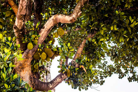 Jackfruit growing on a tree in Thailandの写真素材