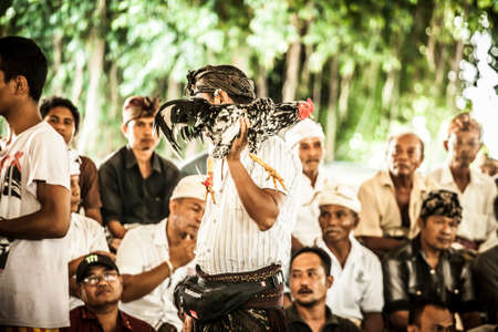 Bali, Indonesia - 13 April, 2013: Cock fighting at an aerna on the outskirts of Denpassar on the island of Bali, Indonesiaのeditorial素材