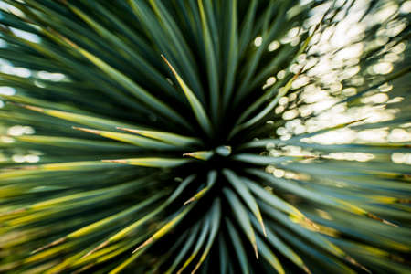 Detail of a yucca plant with sharp leavesの写真素材