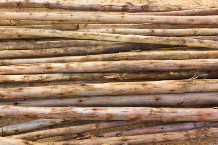 eucalyptus wood for construction backgroundの写真素材