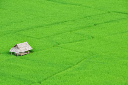 farm ricefields-thailandの写真素材