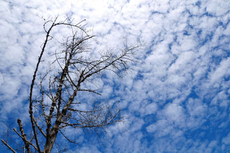 old dry tree on a cloudy skyの写真素材
