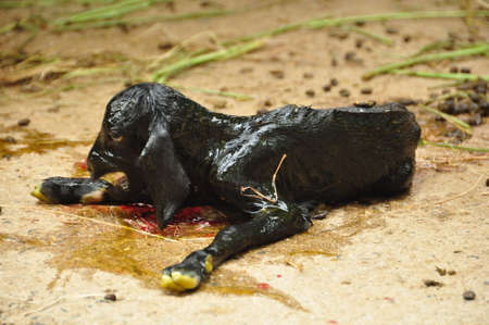 baby goatの写真素材