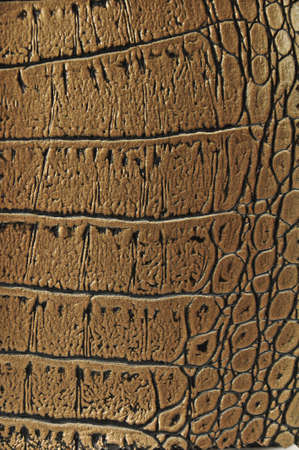 Crocodile golden leather backgroundの写真素材