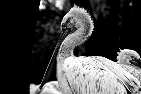 Cormorantの写真素材