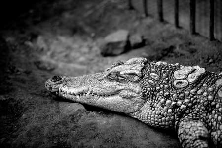 Crocodileの写真素材