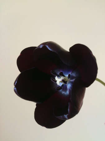 Single tulip beautiful white centre with light の素材